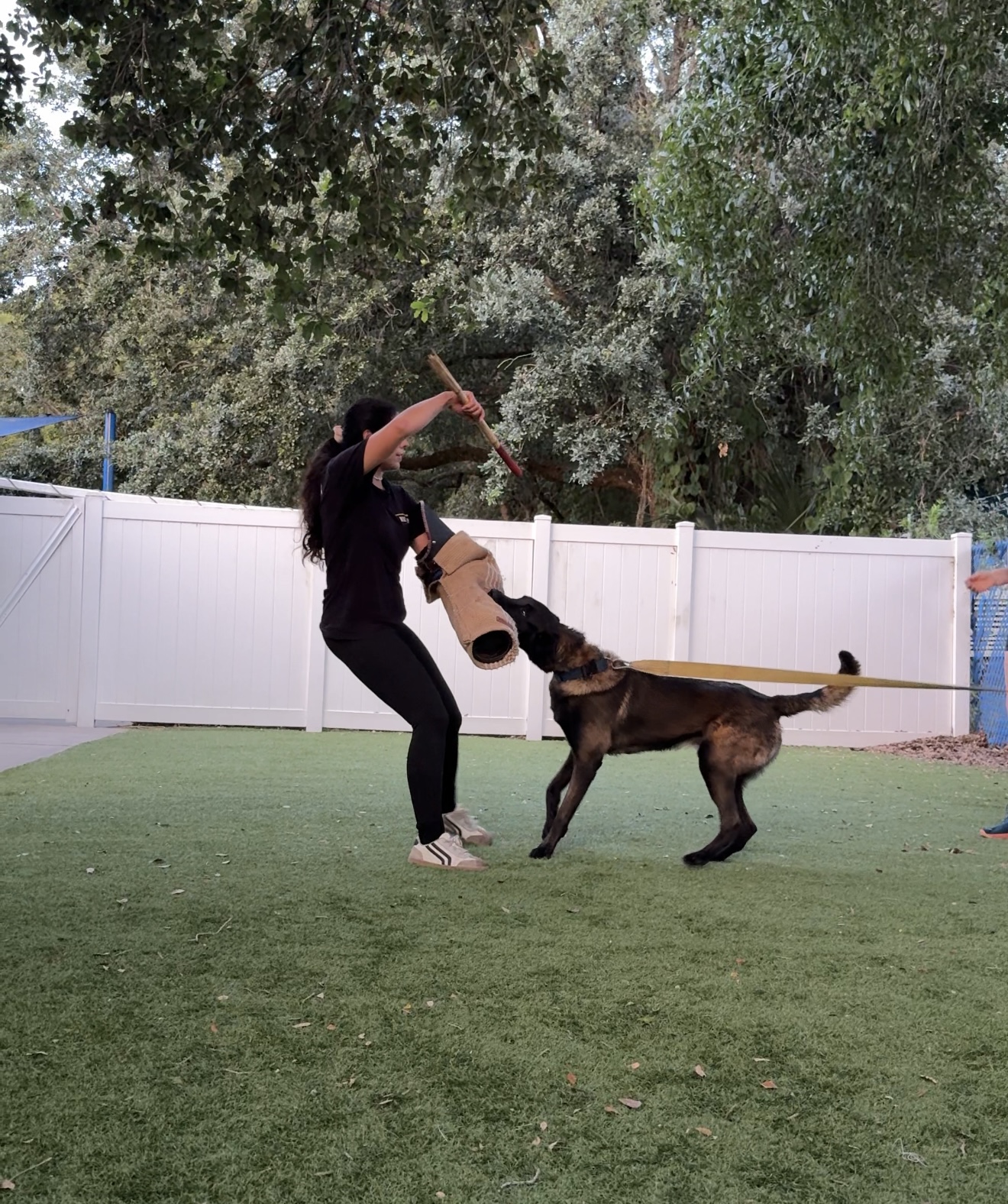 Protection dog practicing controlled bitework with a decoy during professional training.