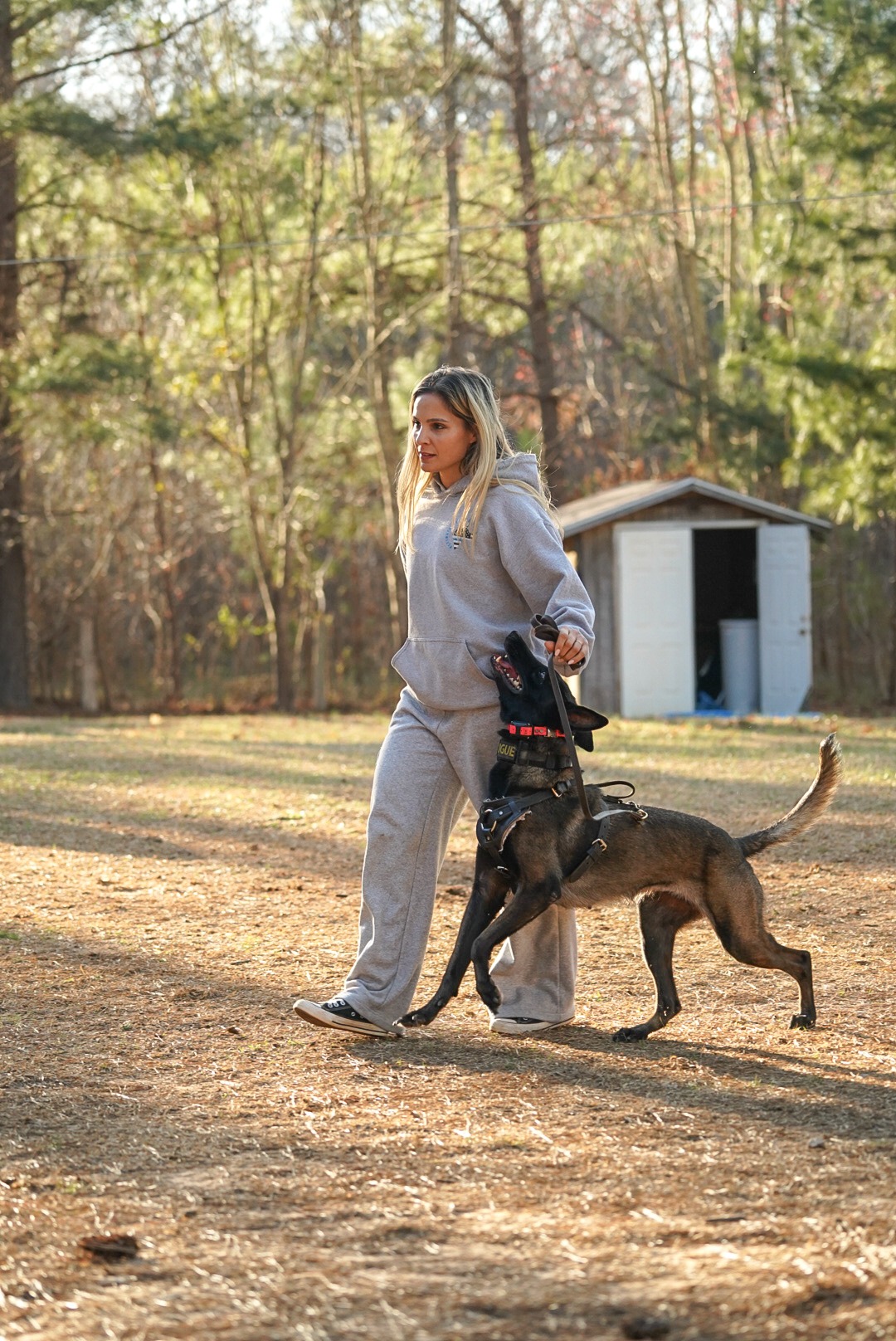 Belgian Malinois practicing focused heelwork with a dog trainer during obedience and protection training.
