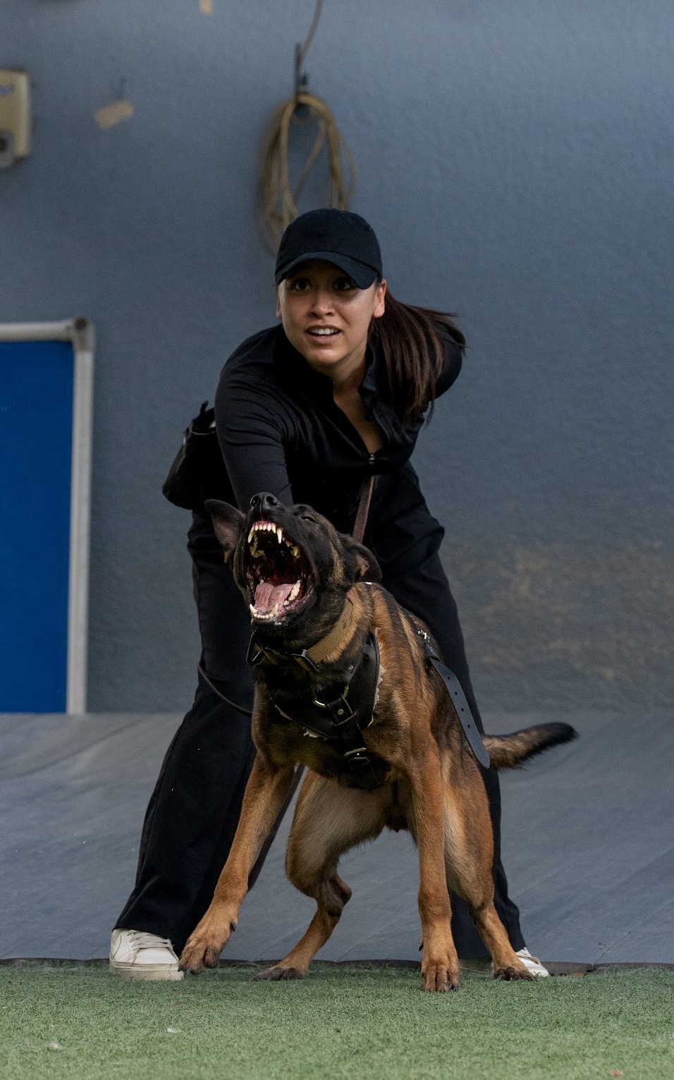 Belgian Malinois demonstrating alert behavior during personal protection dog bitework training with a handler.