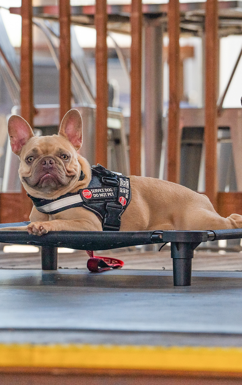 French Bulldog service dog practicing place training on an elevated cot in Orlando, Florida.