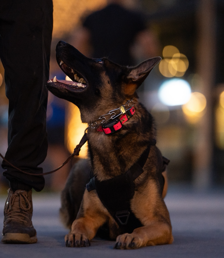 German Shepherd practicing focused obedience with a dog trainer.