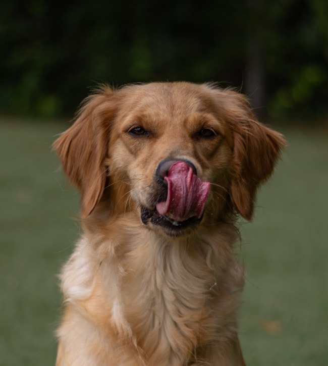 Golden Retriever participating in service dog training in Orlando, Florida.