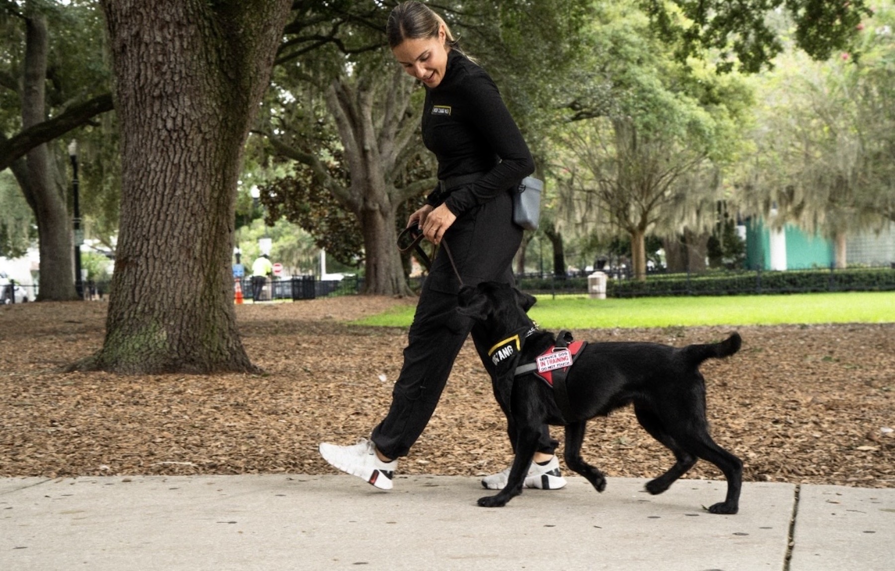 Black lab Service Dog walking with manners.