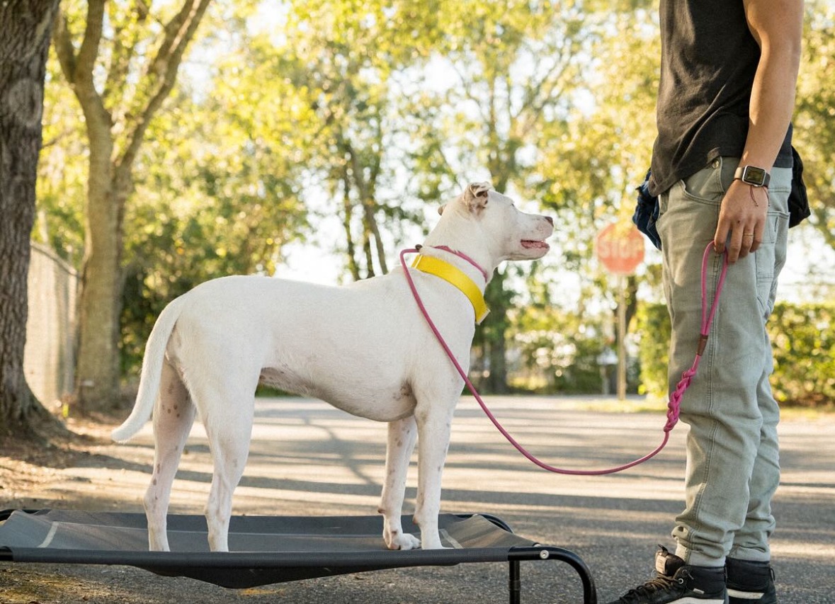 Dog holding a place command on an elevated cot during obedience training with a Woof Tang trainer.