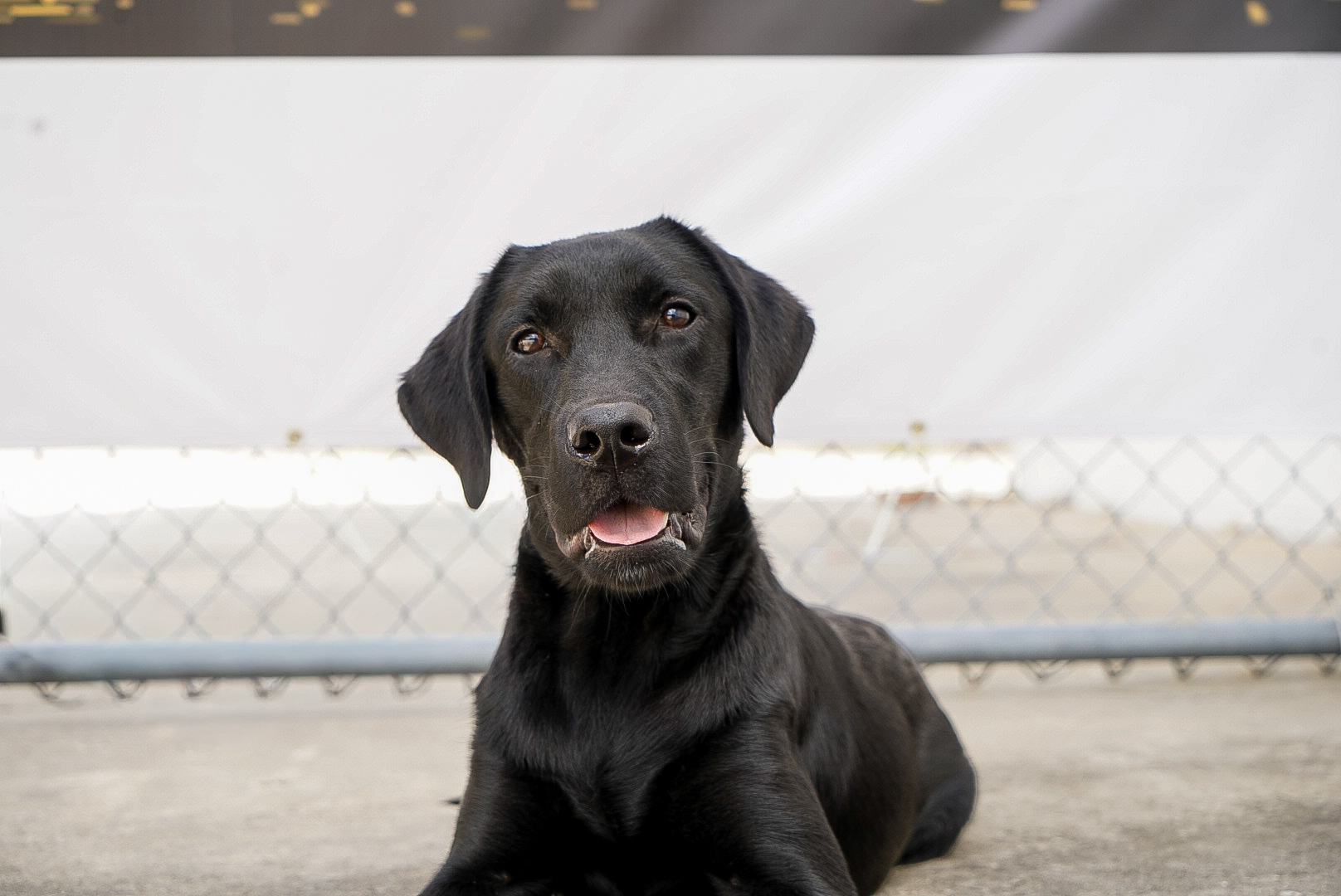 Black Labrador during professional dog training in Orlando, Florida.