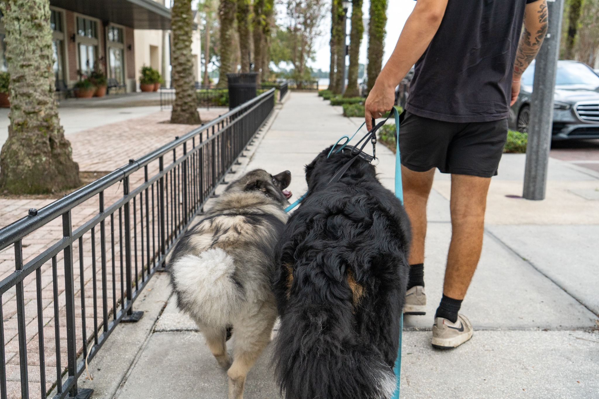 Dog trainer walking two large dogs together during leash training in Orlando, Florida.