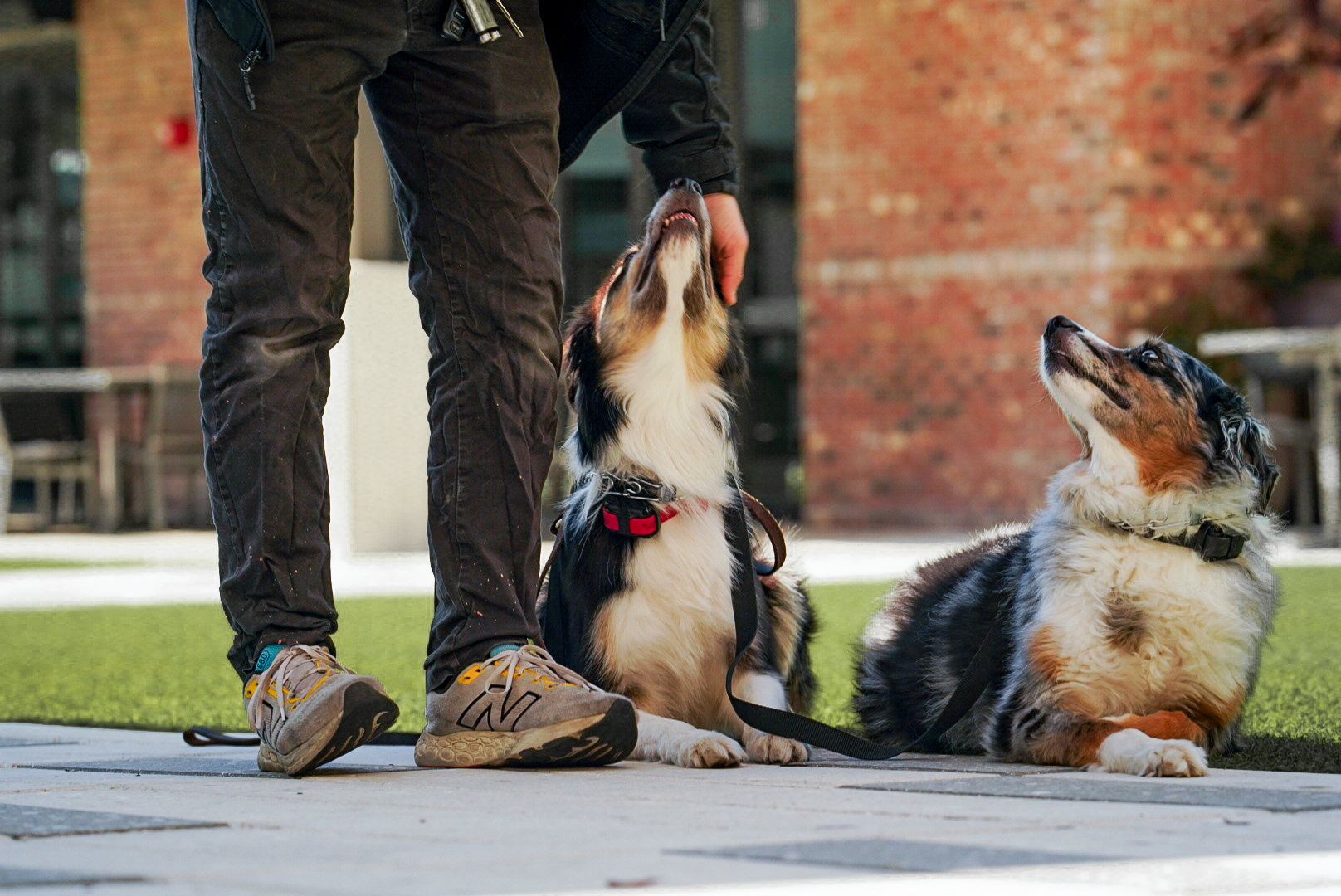 Woof Tang trainer working two Australian Shepherds through obedience training in Orlando, Florida.